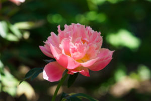 芍薬の写真