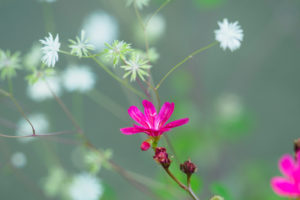 季節の花の写真