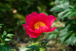 芍薬の写真