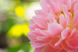 芍薬の写真