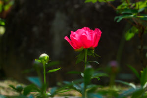 芍薬の写真