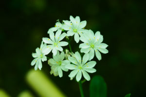 季節の花の写真