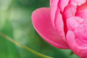 芍薬の写真
