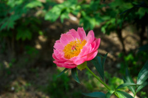 芍薬の写真