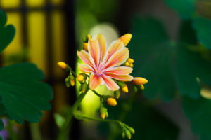 季節の花の写真