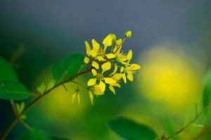季節の花の写真