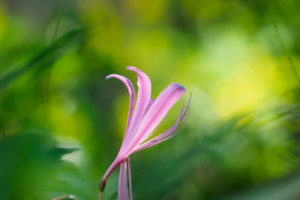 季節の花の写真
