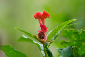 季節の花の写真