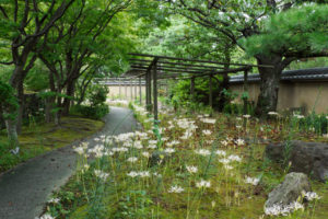 彼岸花の写真