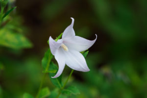 季節の花の写真