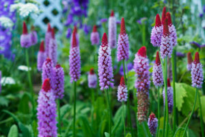 季節の花の写真