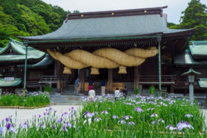菖蒲の写真