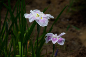 菖蒲の写真