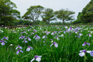 菖蒲の写真