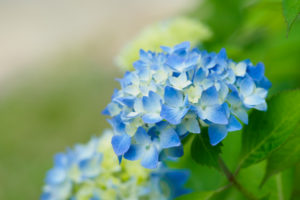 紫陽花の写真
