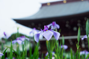 菖蒲の写真