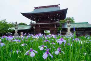菖蒲の写真