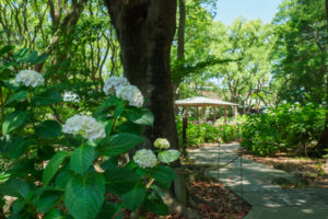 紫陽花の写真