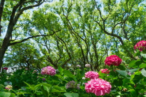 紫陽花の写真