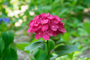 紫陽花の写真