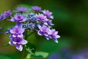 紫陽花の写真