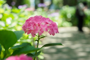紫陽花の写真
