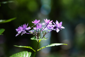 紫陽花の写真