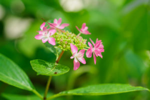 紫陽花の写真