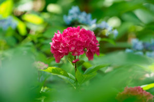 紫陽花の写真