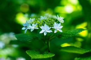 紫陽花の写真