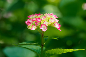 紫陽花の写真