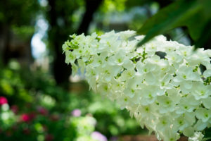 紫陽花の写真