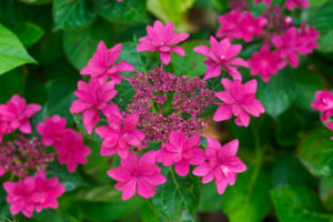 紫陽花の写真