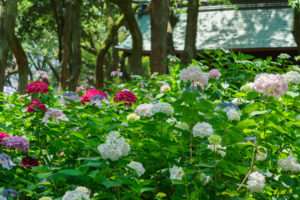 紫陽花の写真
