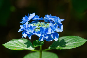 紫陽花の写真
