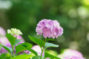紫陽花の写真