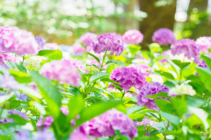 紫陽花の写真
