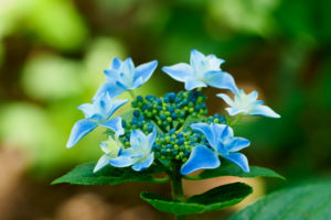 紫陽花の写真