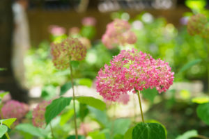 紫陽花の写真