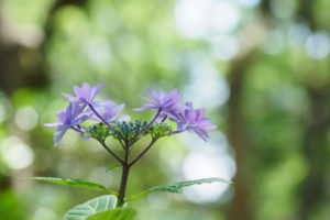紫陽花の写真