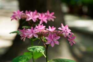 紫陽花の写真