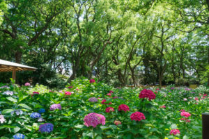 紫陽花の写真