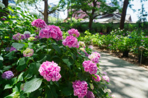紫陽花の写真