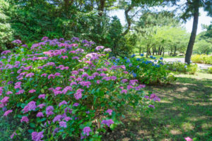 紫陽花の写真