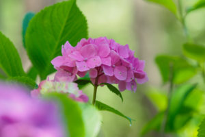 紫陽花の写真