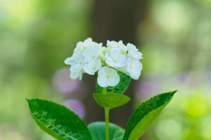 紫陽花の写真