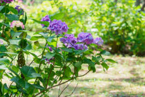紫陽花の写真