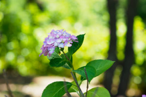 紫陽花の写真