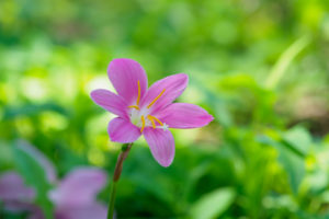 季節の花の写真