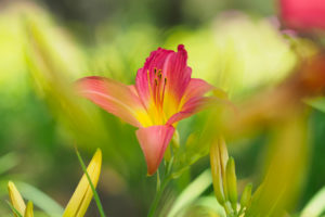 季節の花の写真